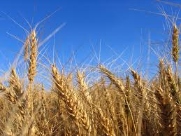 grano