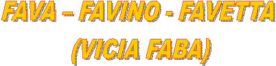 FAVA � FAVINO - FAVETTA 
(VICIA FABA)